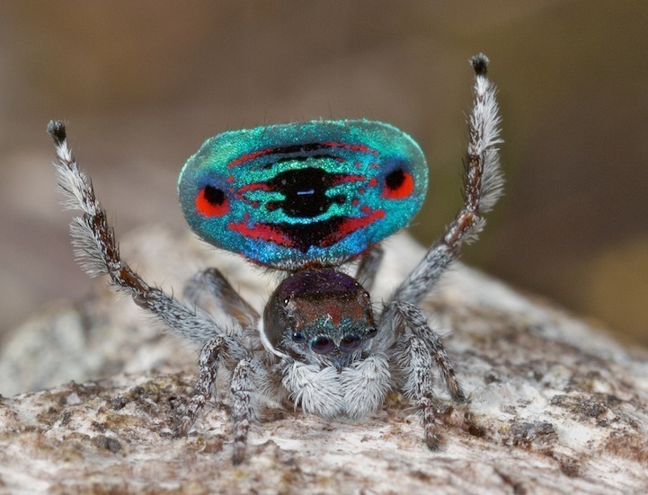 Araña con abánico como pavo real: misterioso producto de la naturaleza3