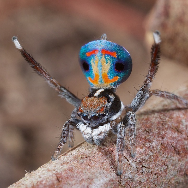 Araña con abánico como pavo real: misterioso producto de la naturaleza2