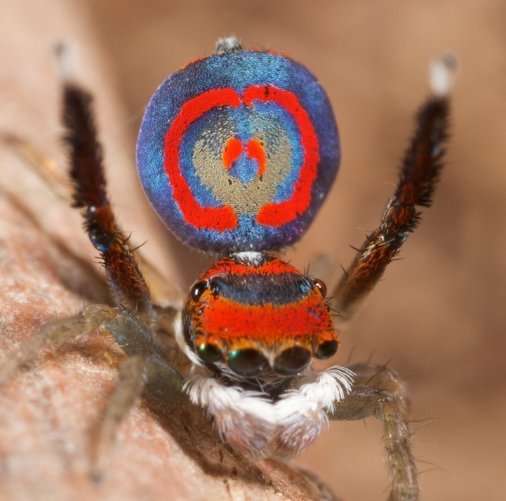 Araña con abánico como pavo real: misterioso producto de la naturaleza1