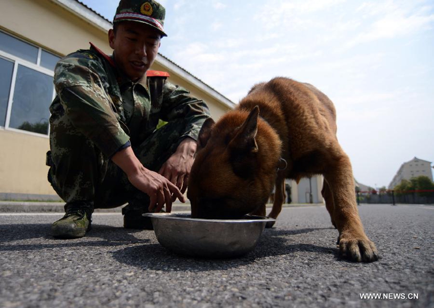 Base para el adiestramiento de perros policía en Nanjing3