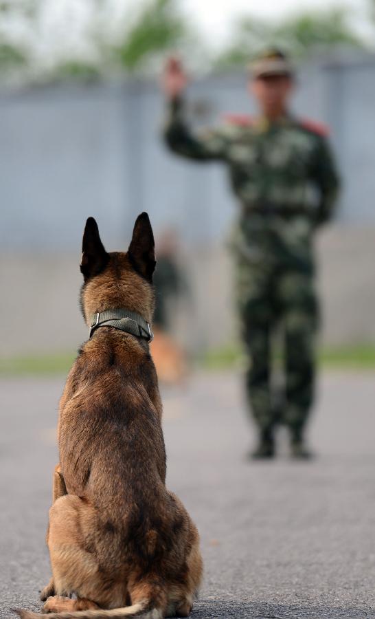 Base para el adiestramiento de perros policía en Nanjing6