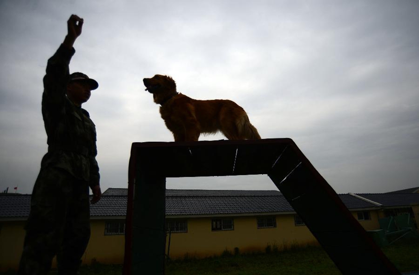 Base para el adiestramiento de perros policía en Nanjing7