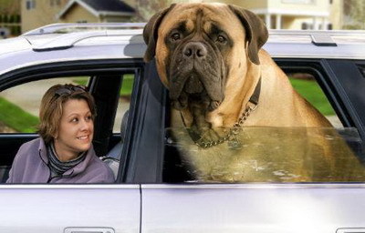 ¿Tu mascota es adorable? La mía es gigante