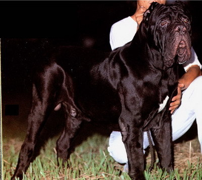 ¿Tu mascota es adorable? La mía es gigante