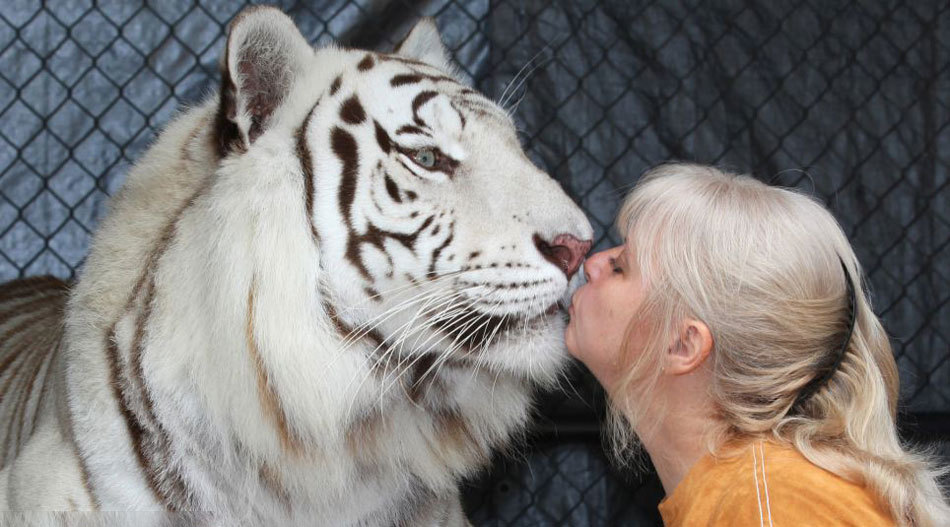 Mujer estadounidense tiene dos tigres en su jardín y duerme con ellos 