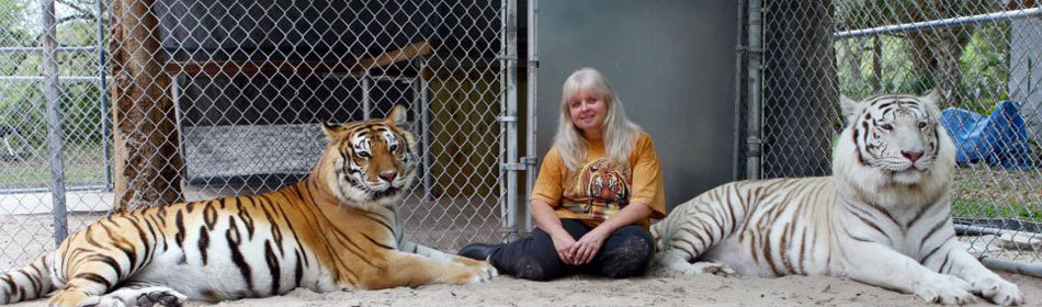 Mujer estadounidense tiene dos tigres en su jardín y duerme con ellos 