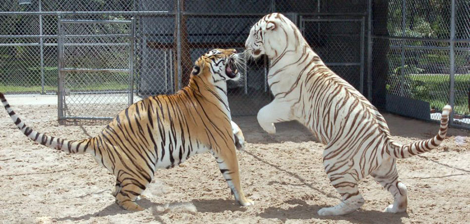 Mujer estadounidense tiene dos tigres en su jardín y duerme con ellos 