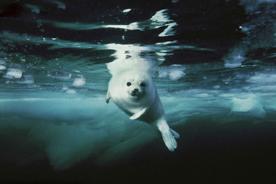 National Geographic subasta algunas de sus mejores fotos