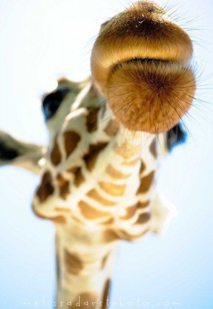Fotos de las jirafas graciosas 