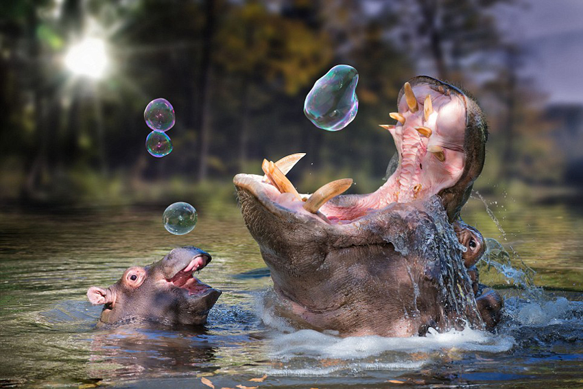 Impresionantes fotografías surrealistas de animales 7