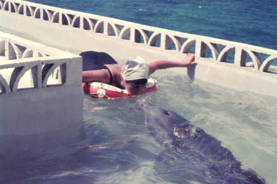 Delfín se enamoró a una chica y se suicidó por ella 