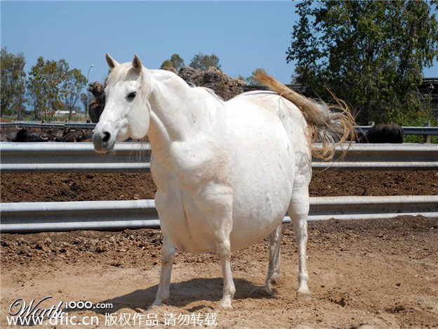 Los animales gordas 2014