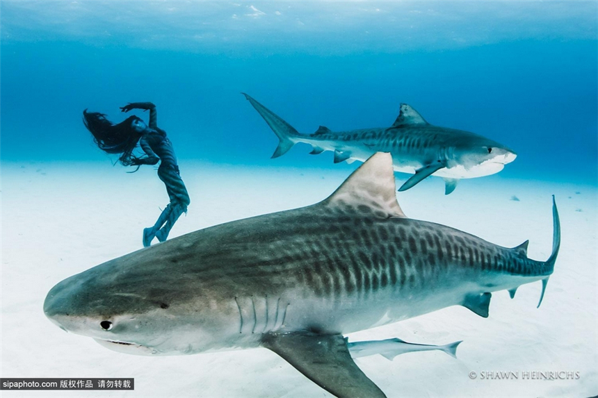 La sexy Hannah Fraser en bikini nada con tiburones