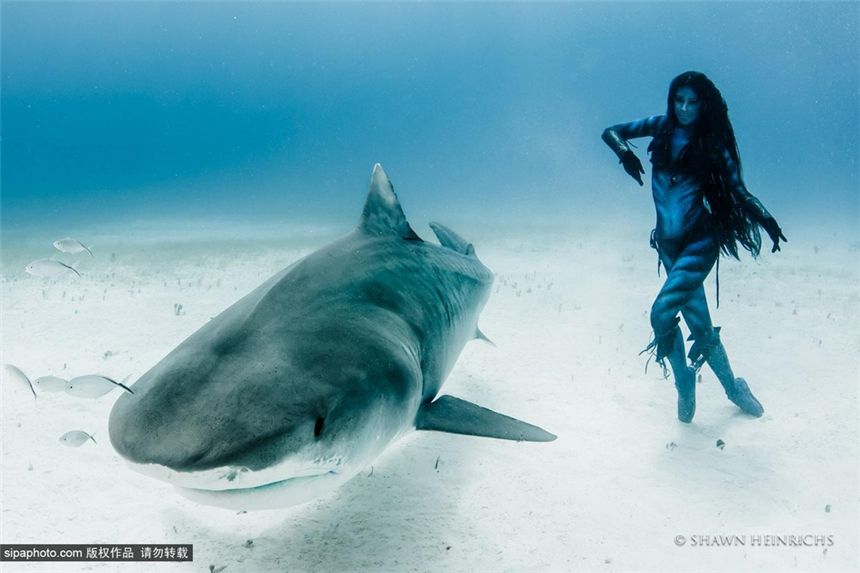 La sexy Hannah Fraser en bikini nada con tiburones