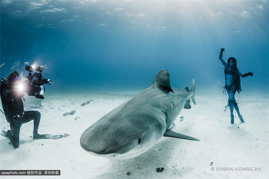 La sexy Hannah Fraser en bikini nada con tiburones