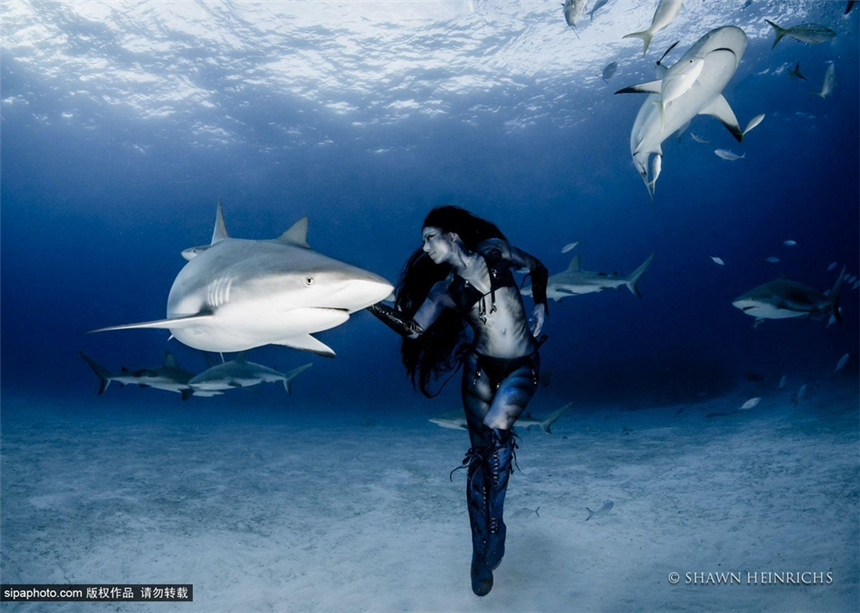 La sexy Hannah Fraser en bikini nada con tiburones