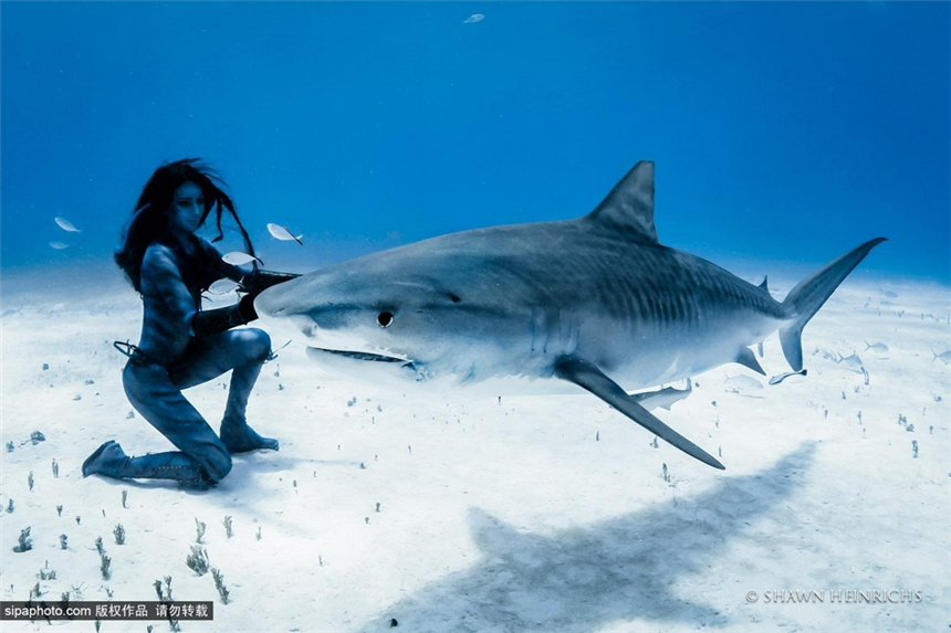 La sexy Hannah Fraser en bikini nada con tiburones