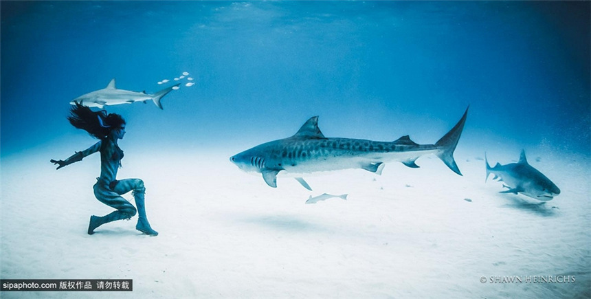 La sexy Hannah Fraser en bikini nada con tiburones