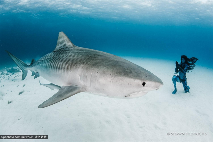 La sexy Hannah Fraser en bikini nada con tiburones