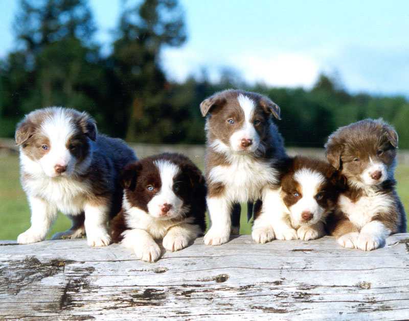 Las 10 razas de perro más buscadas en el mundo 2