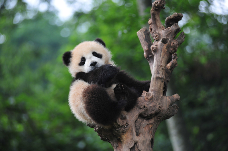 Habitat de Panda Gigante en Sichuan