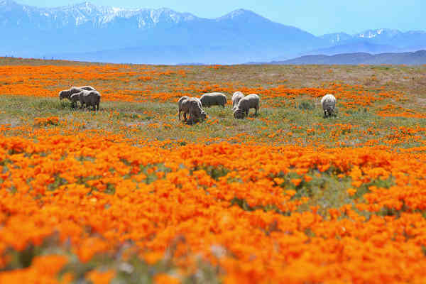 Antelope Valley en California, EU. 