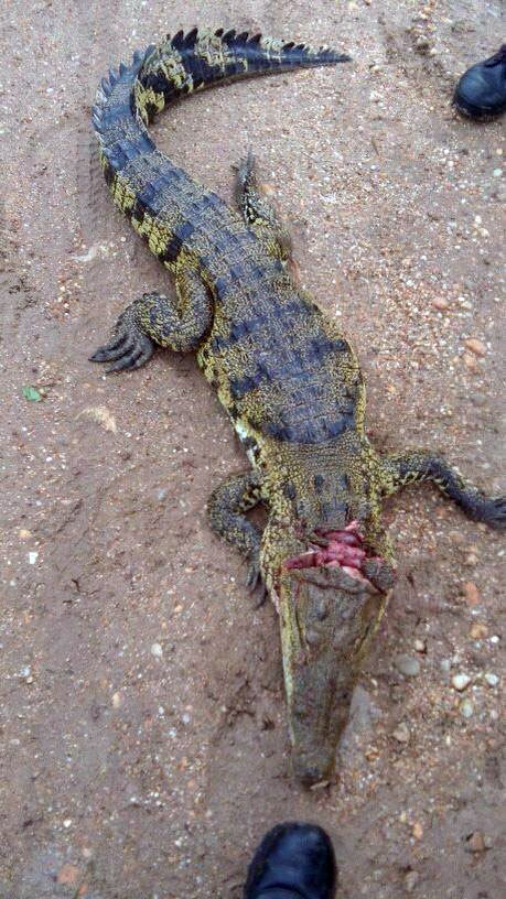 Policía usaba sus armas para matar animales y publicarlo en Facebook