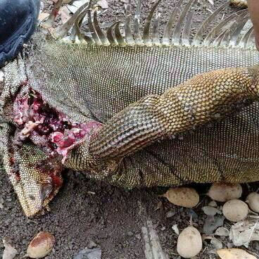 Policía usaba sus armas para matar animales y publicarlo en Facebook