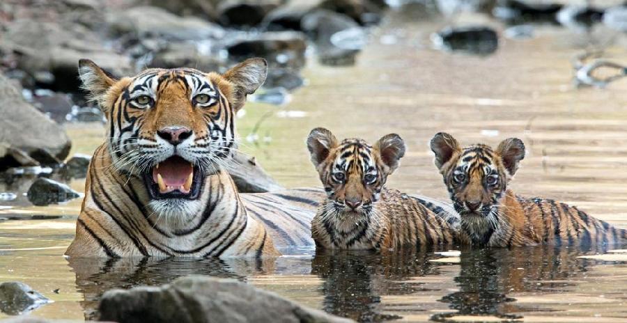 En fotos: cachorros de tigres de Bengala en pleno baño