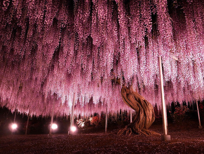 Ashikaga, parque floral japonés de ensueño11