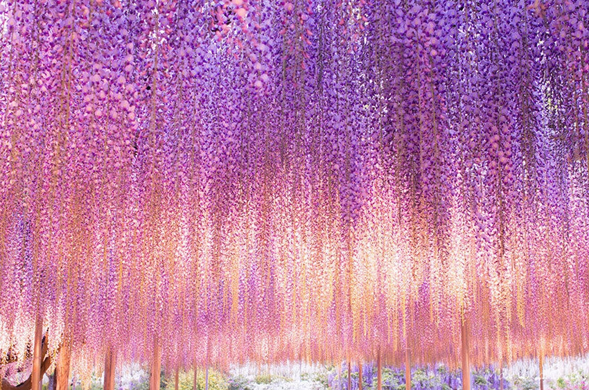Ashikaga, parque floral japonés de ensueño9