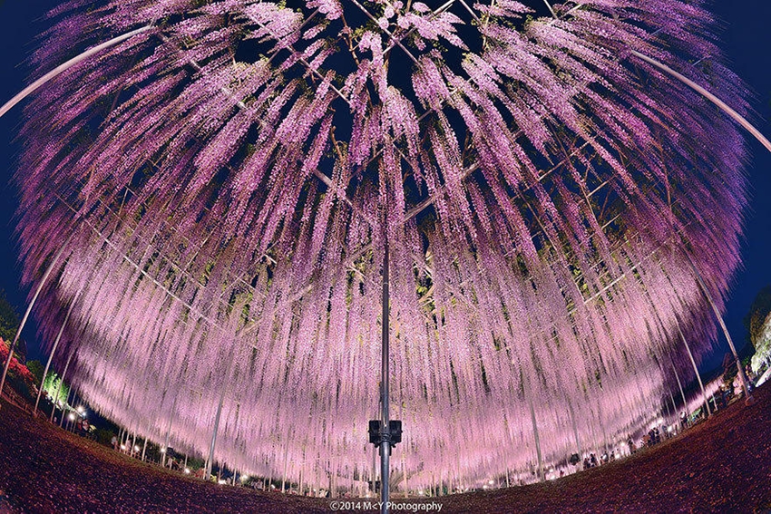 Ashikaga, parque floral japonés de ensueño8