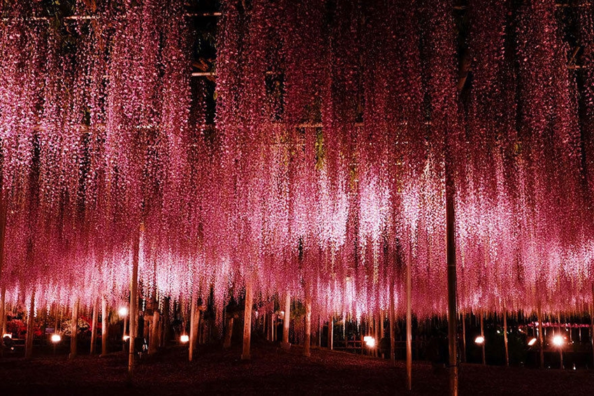 Ashikaga, parque floral japonés de ensueño5
