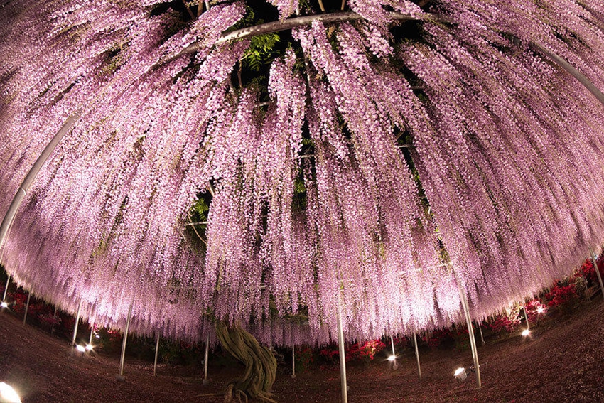 Ashikaga, parque floral japonés de ensueño3