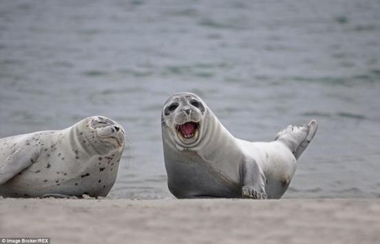 Fotógrafo captura los momentos más felices de los focas 1