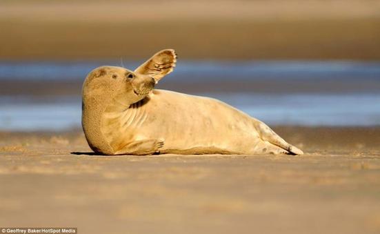 Fotógrafo captura los momentos más felices de los focas 2