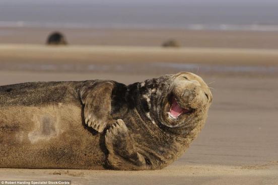 Fotógrafo captura los momentos más felices de los focas 3