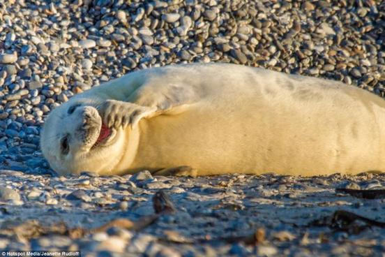 Fotógrafo captura los momentos más felices de los focas 4