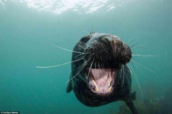 Fotógrafo captura los momentos más felices de los focas 5