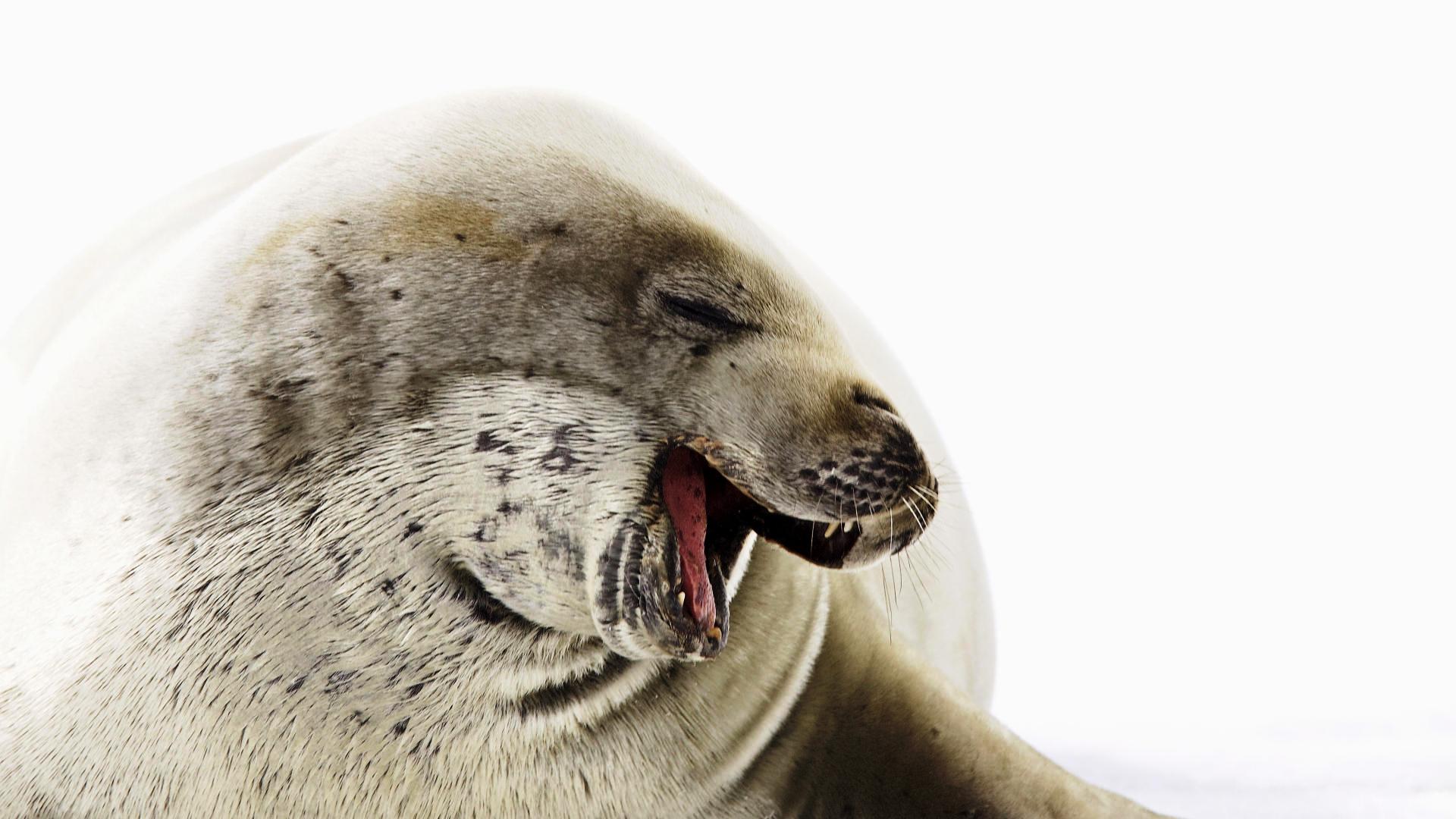 Fotógrafo captura los momentos más felices de los focas 6