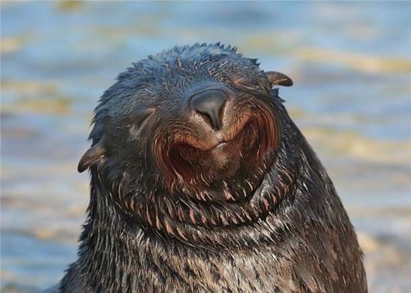 Fotógrafo captura los momentos más felices de los focas 7