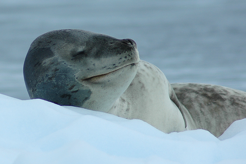 Fotógrafo captura los momentos más felices de los focas 8