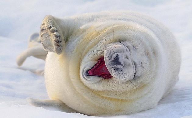 Fotógrafo captura los momentos más felices de los focas 11