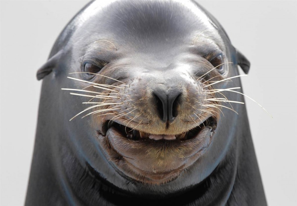 Fotógrafo captura los momentos más felices de los focas 22