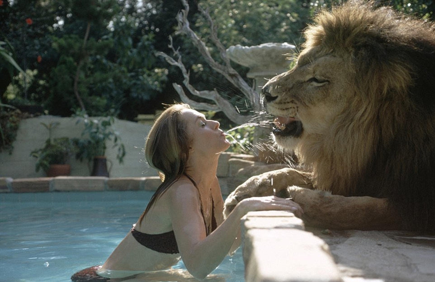 Mujer estadounidense tiene en casa un león como super mascota1