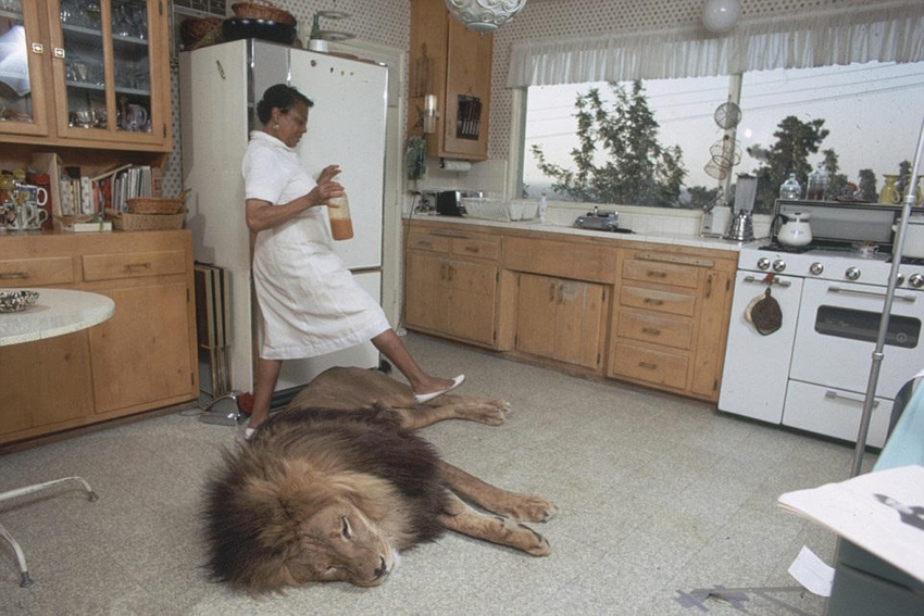 Mujer estadounidense tiene en casa un león como super mascota6