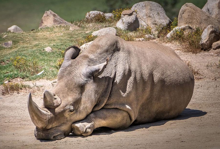 Muere rinoceronte blanco en EU; sólo quedan 5 en todo el mundo1