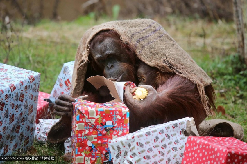 Gorilas abren sus regalos de la Navidad escondidas en un saco1