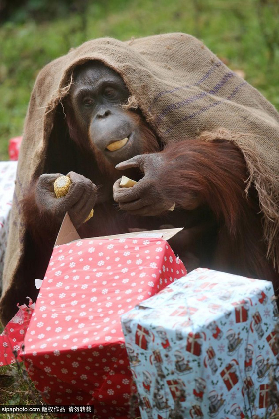 Gorilas abren sus regalos de la Navidad escondidas en un saco2