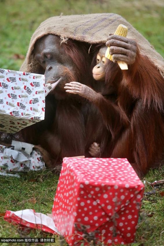Gorilas abren sus regalos de la Navidad escondidas en un saco3
